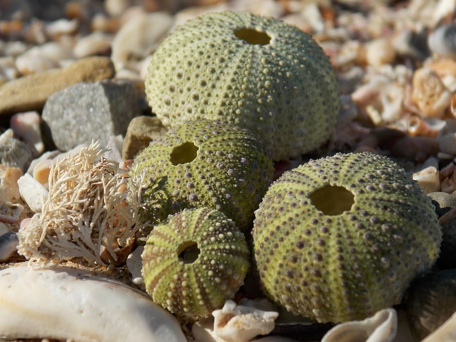 shells, coral, green, beach, sea, texture, seashore, coast HD wallpaper