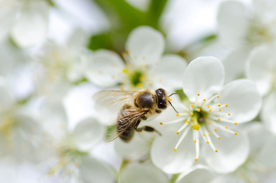 nature, flowers, yellow, animal, antenna, bee, black, blooming HD wallpaper