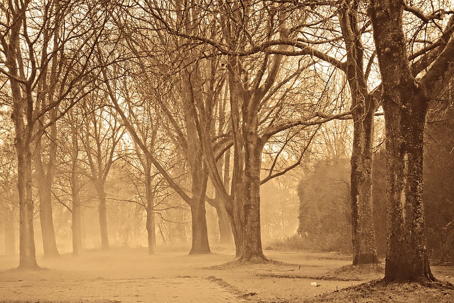 forest, trees, bare trees, bare branches, winter trees, mist HD wallpaper