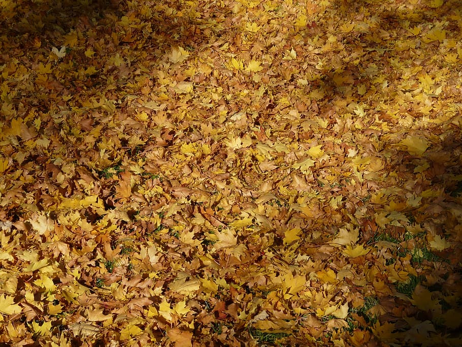 Fall Foliage, Fallen, Covered, Leaves, autumn, autumn forest