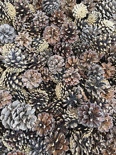Pine, Decoration, Nature, Cone, Tree, christmas, winter, seed HD wallpaper