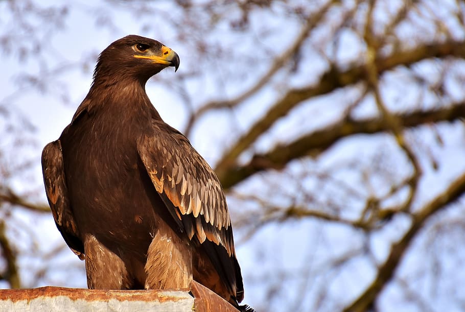 selective focus photography of black and brown eagle, adler, raptor, HD wallpaper