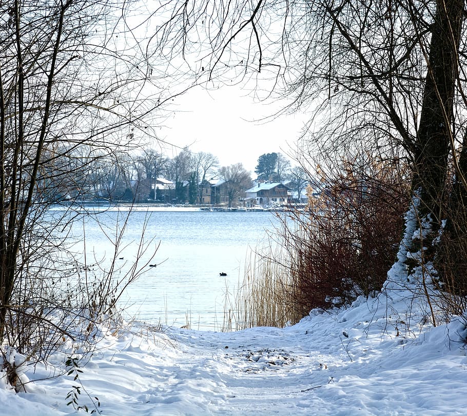 Winter, Snow, Lake, Waters, Trees, wintry, winter forest, snowy HD wallpaper