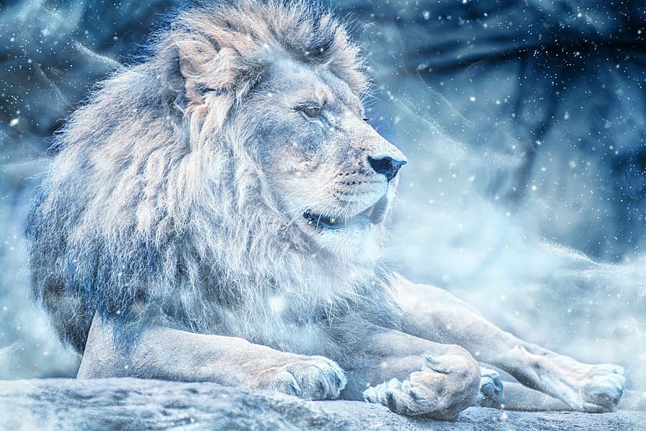 lion during winter season poster, snow, lying down, art, animal HD wallpaper