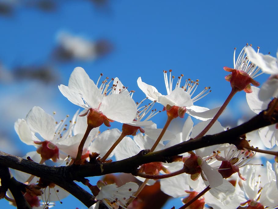 Branch, Flowers, Spring, Colors, close-up, no people, fragility HD wallpaper