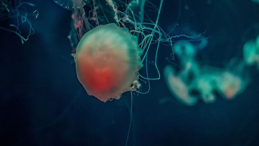 red and gray jellyfish, close up photography of jellyfish, sting HD wallpaper