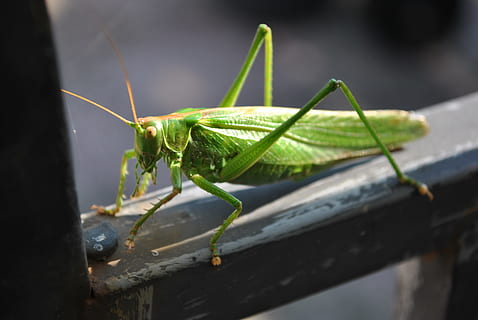 Grasshopper, Close, Insect, green, viridissima, animal, nature HD wallpaper