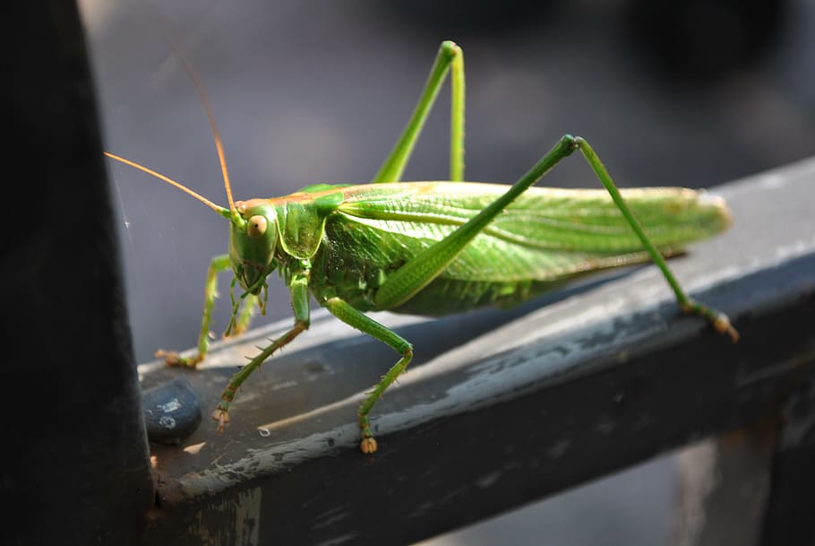 Grasshopper, Close, Insect, green, viridissima, animal, nature HD wallpaper
