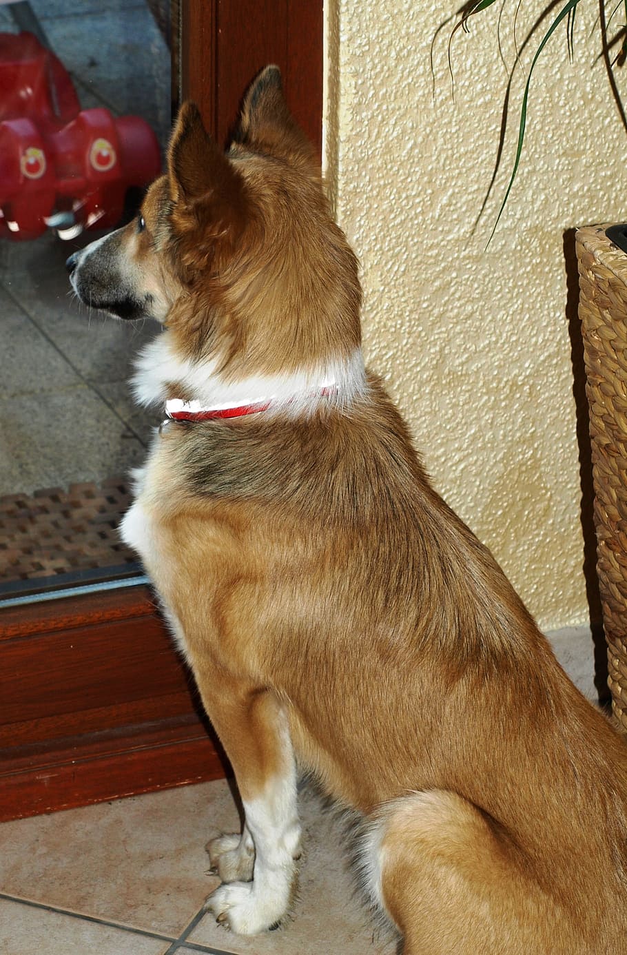 dog, wait, watch, look, expect, collie, hybrid, sitting, pet HD wallpaper