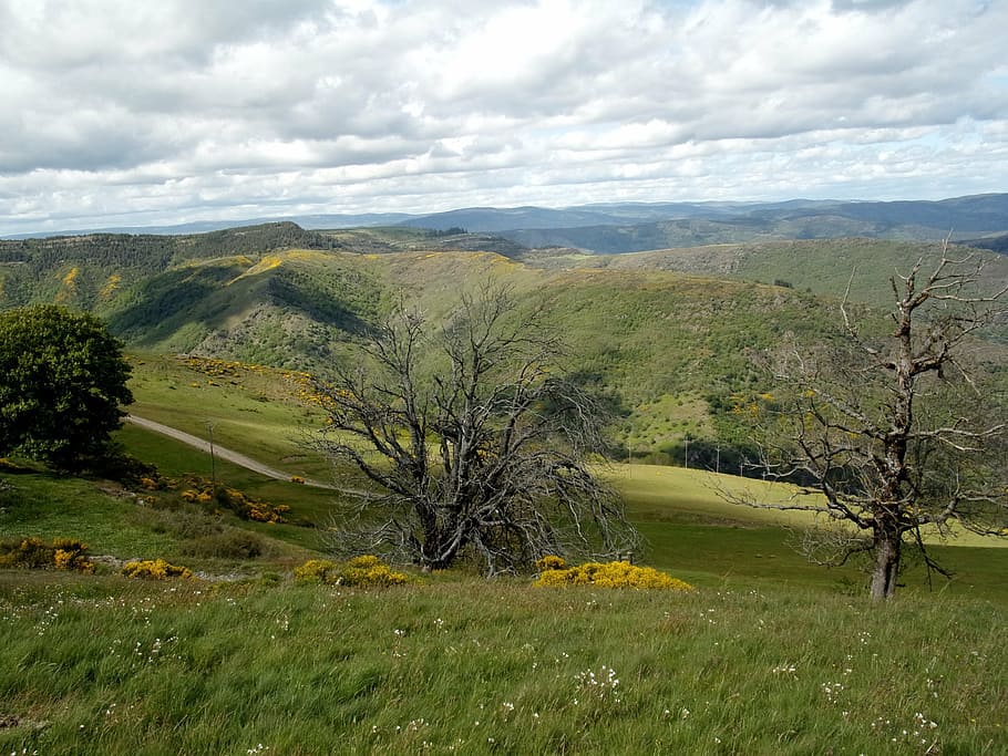 mountain, cévennes, nature, summit, trees, landscape, beauty in nature HD wallpaper