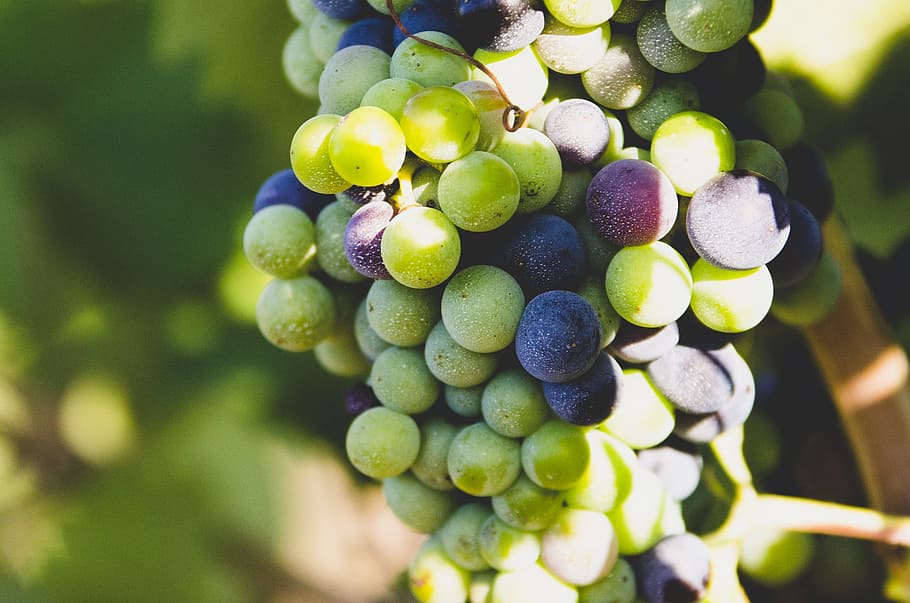 green grape fruits closeup photography, grapes, nature, wine HD wallpaper