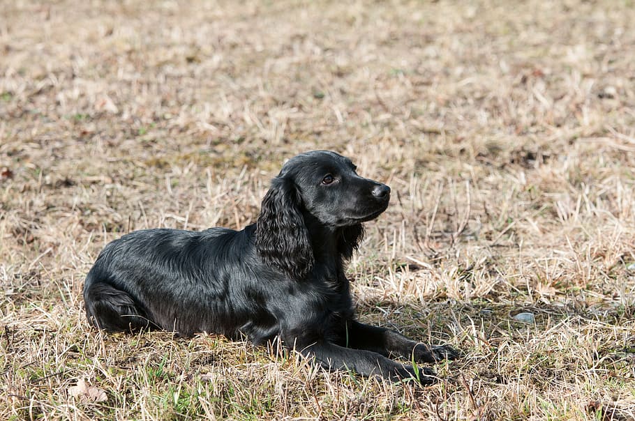 dog, spaniel, sweet, relaxed dog, one animal, animal themes HD wallpaper