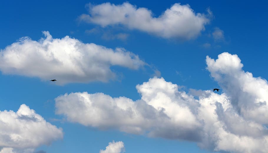 sky, cloud, white, fluffy, birds, flying, nature, blue, cloud - Sky HD wallpaper