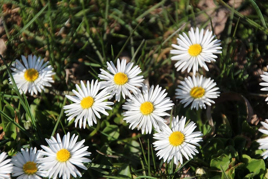 spring, flowers, nature, bloom, meadow, close, spring meadow HD wallpaper