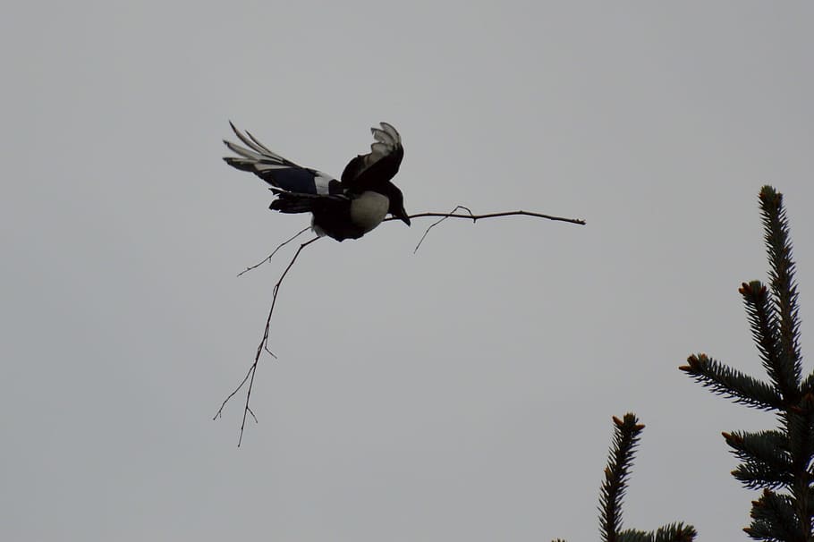 Elster, Flight, Nest, Feather, Bird, raven bird, sky, animal HD wallpaper