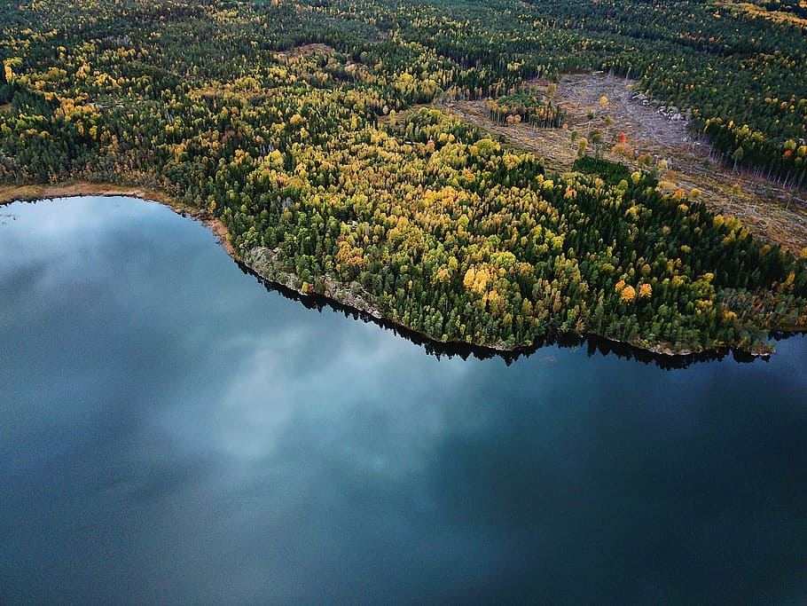 green trees beside body of water, aerial view forest beside body of water HD wallpaper