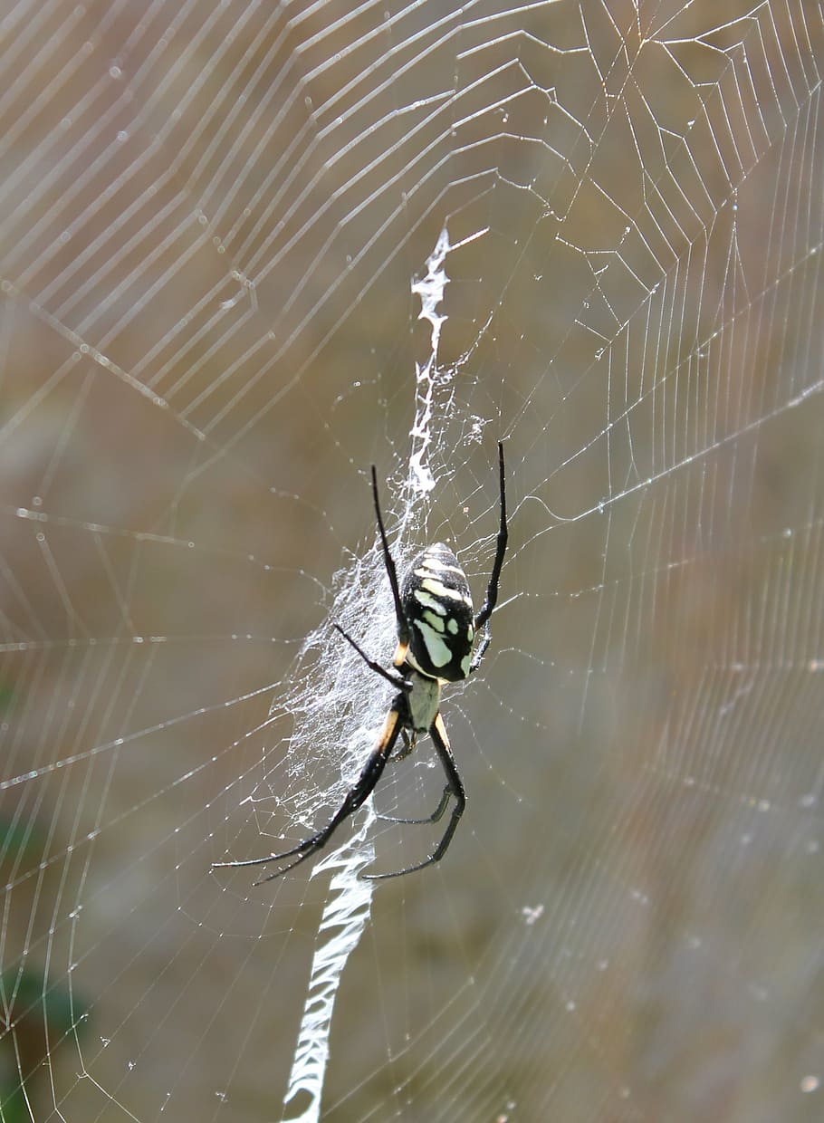 spider, spiderweb, arachnid, arachnophobia, arthropod, taxonomist HD wallpaper