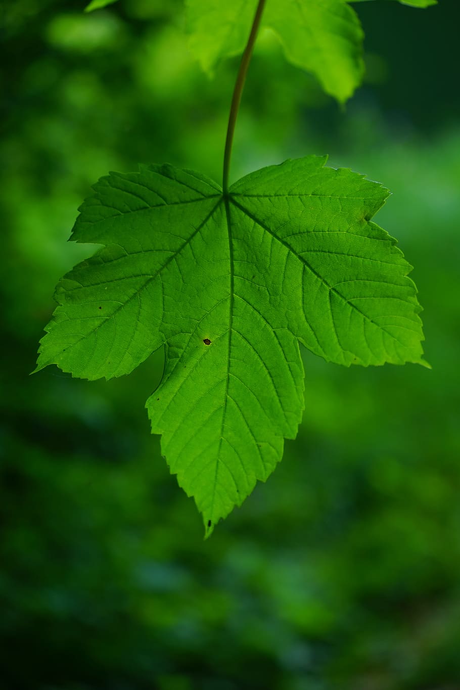 Mountain Maple, Maple, Leaf, Green, Leaf, Ribs, leaf ribs, acer pseudoplatanus