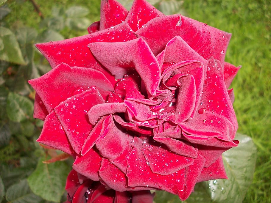 Rose, Red, Blossom, Bloom, Plant, rose bloom, red rose, flower HD wallpaper