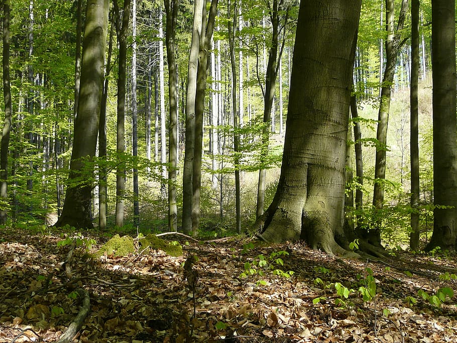 Forest, Trees, Spring, spring in the forest, beech, leaves HD wallpaper