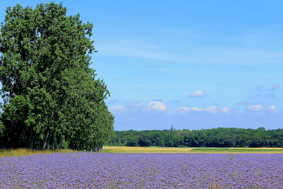 Tree, Sky, Landscape, Flower, Meadow, flower meadow, field HD wallpaper