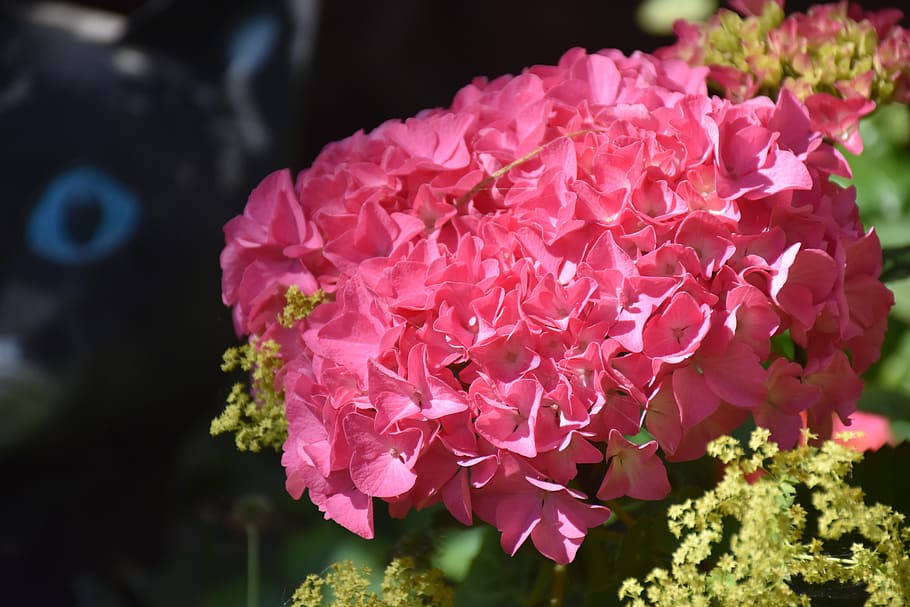 hydrangea, blossom, bloom, summer, garden, nature, pink, flower garden HD wallpaper