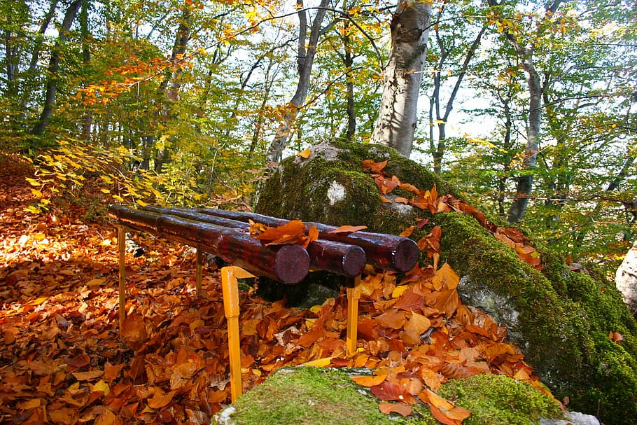 autumn, forest, yellow, fall, leaves, bench, tree, nature, leaf HD wallpaper