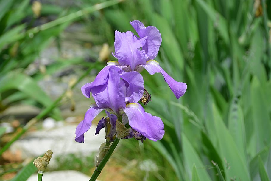 iris, flower, garden, iris flowers, botany, flora, nature, perfume HD wallpaper