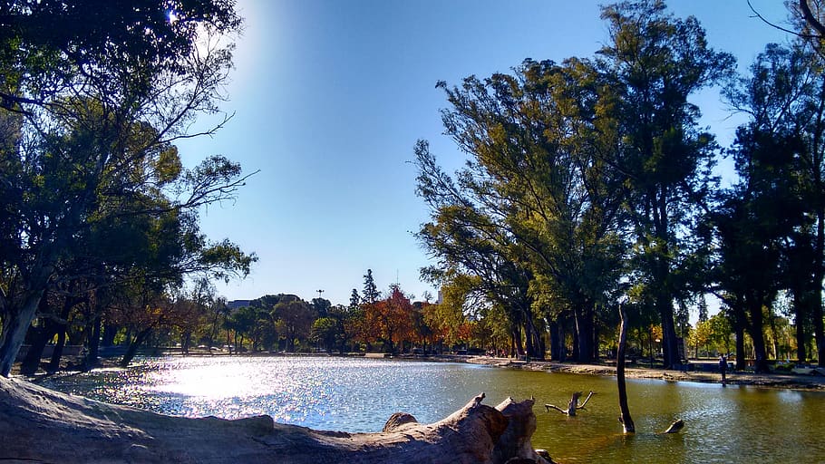 park, nature, trees, lake, water, plant, scenics - nature, beauty in nature HD wallpaper
