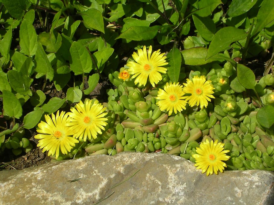 spring, flower, spring flowers, yellow, nature, plant, summer HD wallpaper