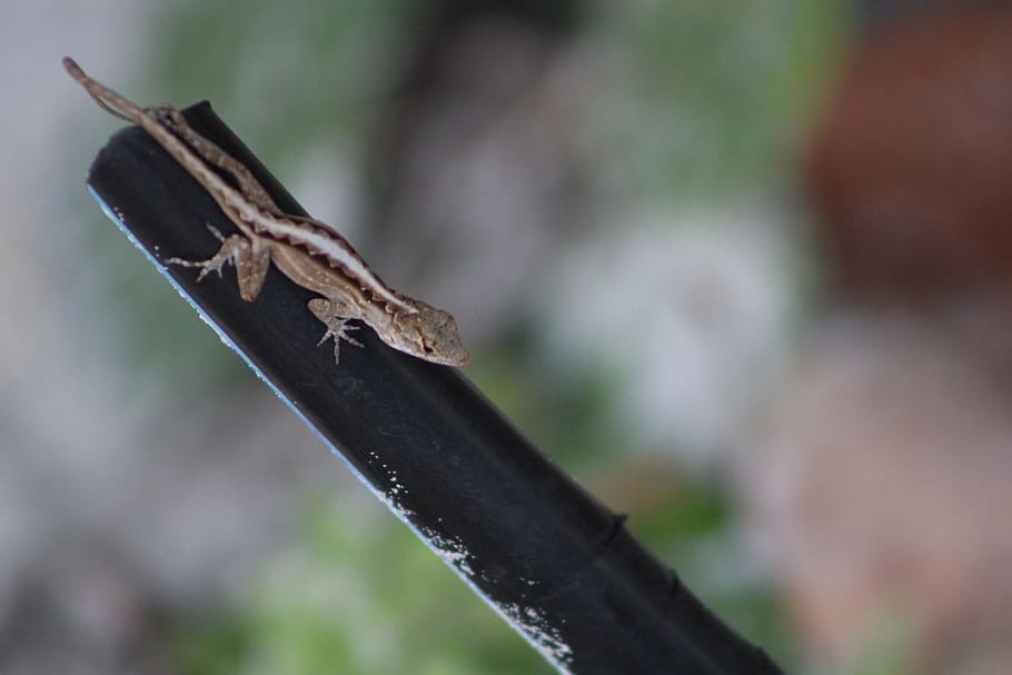 Lizard, Reptile, Animal, one animal, animal wildlife, animals in the wild HD wallpaper