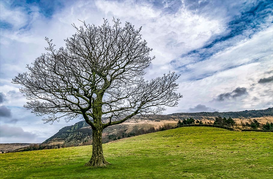 tree, single, outdoor, landscape, nature, grass, sky, countryside HD wallpaper