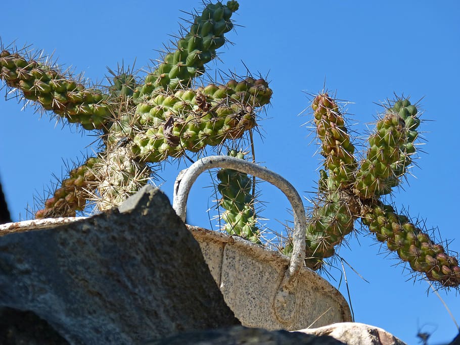 cactus, stone, zinc, sky, day, no people, plant, low angle view HD wallpaper