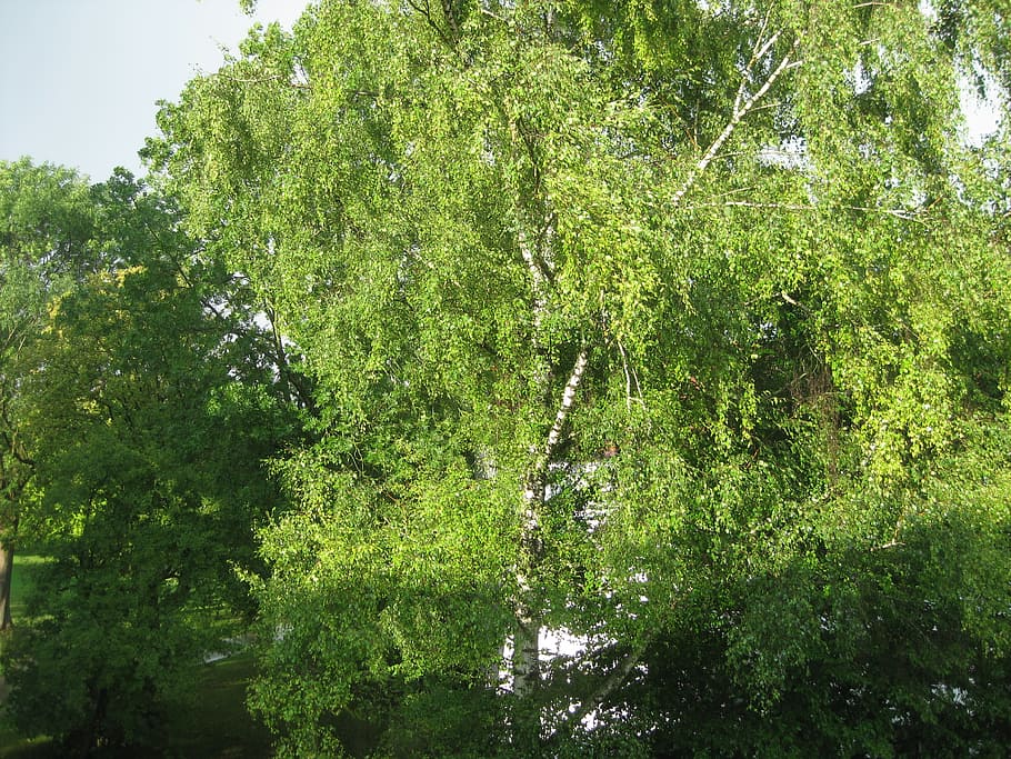 birch, tree, wind, leaves, airy, green, nature, forest, outdoors HD wallpaper