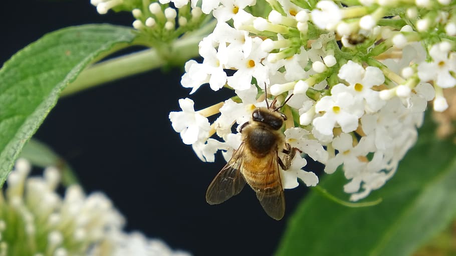 honey, bee, nature, pollen, insect, flower, animal themes, invertebrate HD wallpaper
