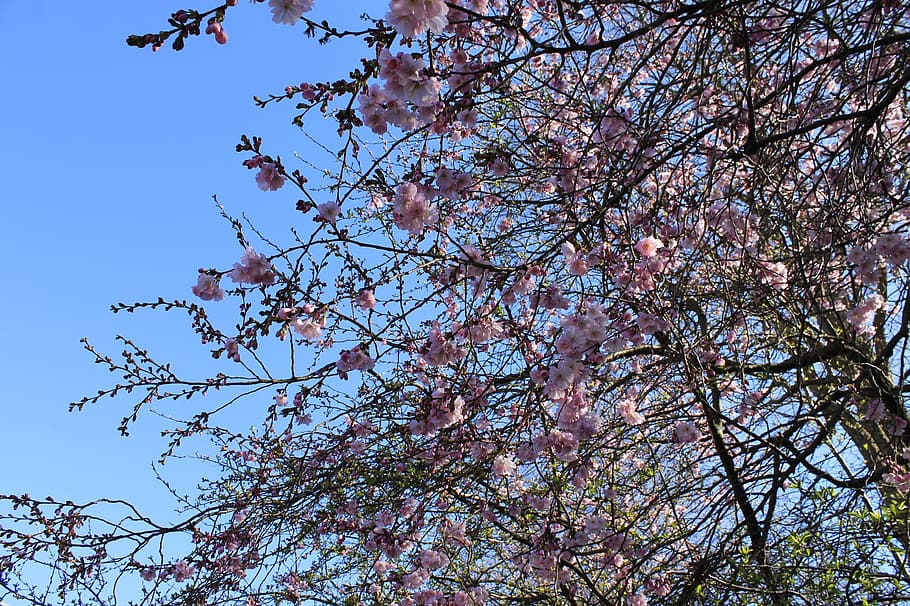 cherry blossoms, flowers, tree, spring, pink, nature, beautiful HD wallpaper