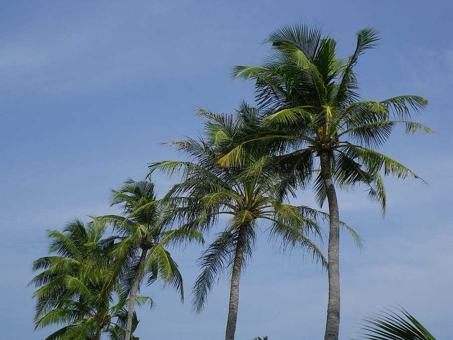 HD wallpaper: Palm Trees, Maldives, Exotic, kuredu, tropical climate ...
