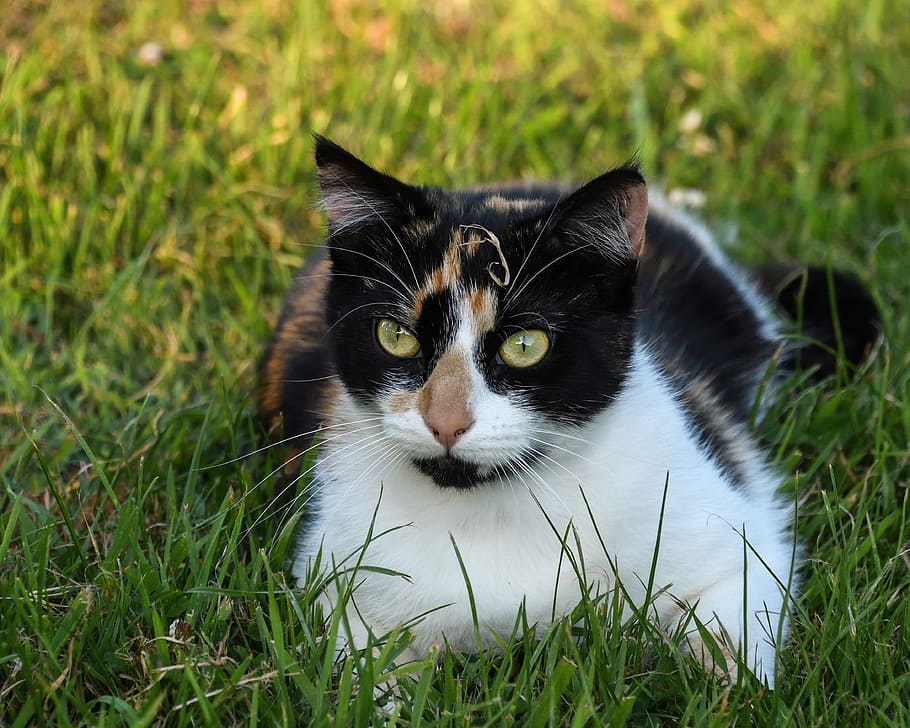 Cat, Tricolor, Grass, lying, domestic Cat, pets, animal, cute HD wallpaper