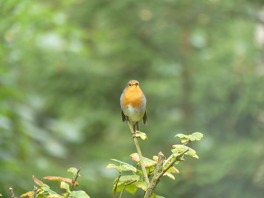 robin, sings, forest, one animal, animal wildlife, animals in the wild HD wallpaper
