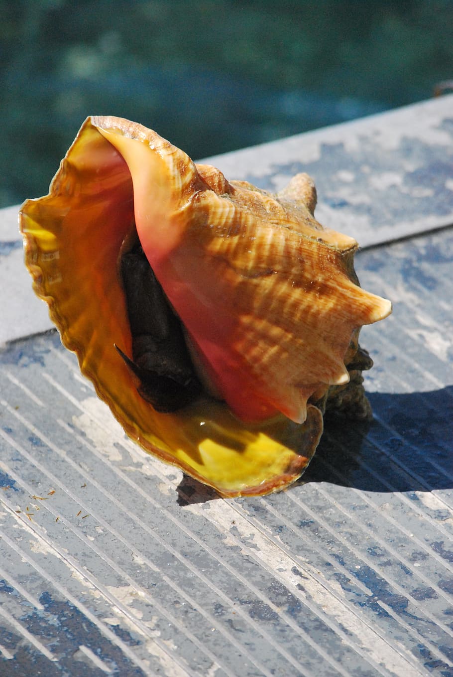HD wallpaper: Seashell, Carribean, Conch, Mollusk, no people, close-up,  outdoors | Wallpaper Flare