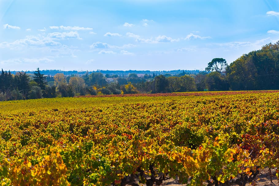 vines, fall, vineyard, color, beaucaire, red, costières de nîmes HD wallpaper