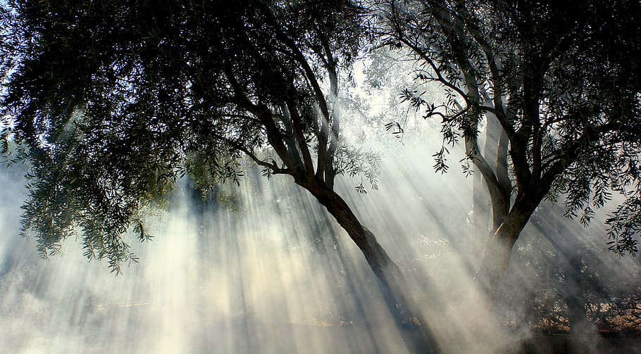 green leafed trees during daytime, foggy, olive tree, sun, sun stripes, HD wallpaper
