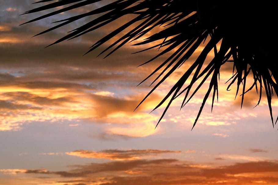 sunset, scenic, silhouettes, sky, clouds, palm tree, dusk, evening HD wallpaper