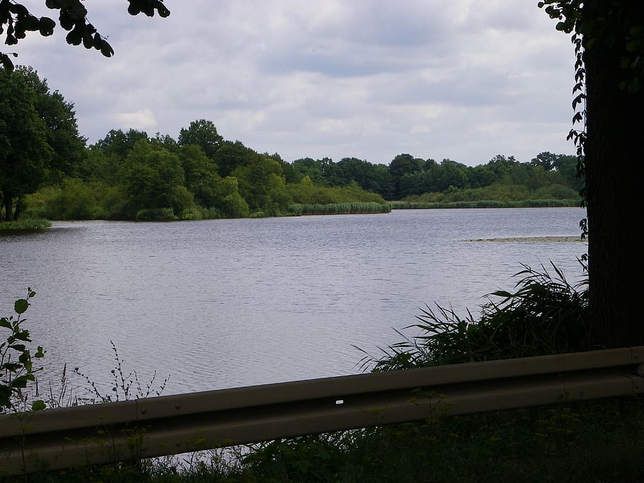 pond, water, nature, fish, tree, plant, sky, tranquility, beauty in nature HD wallpaper