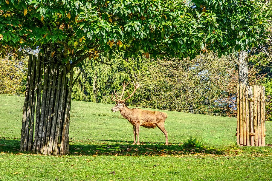 hirsch, deer antler, pasture, tree, green, nature, animal world, HD wallpaper