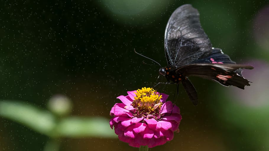 macro photography of black butterfly in flower, great mormon butterfly perched on pink flower closeup photography HD wallpaper
