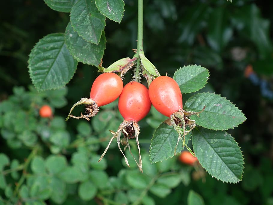rose hip, leaf, nature, food and drink, fruit, healthy eating HD wallpaper