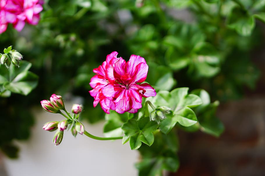 Pink, Flowers, Geranium, Plant, Spring, nature, close, pink flower HD wallpaper