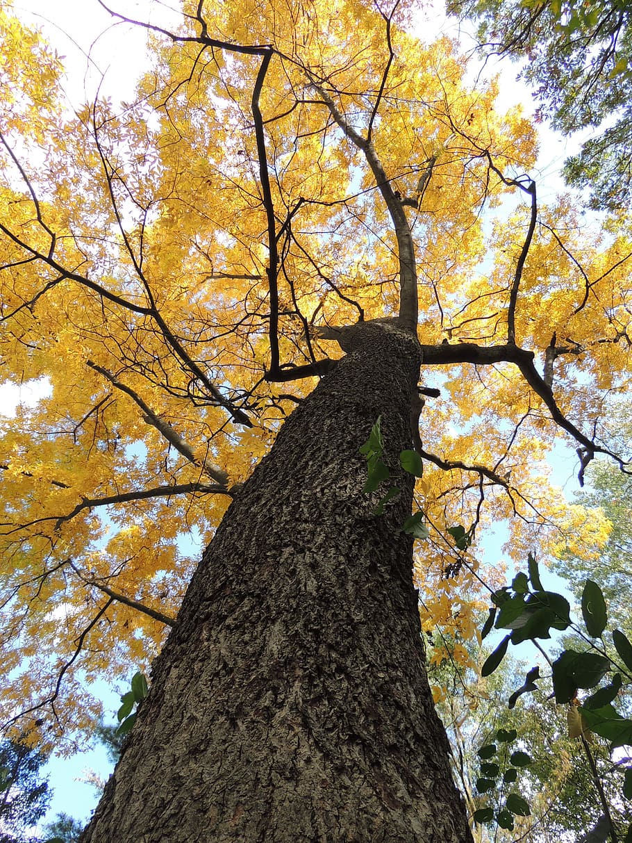 oak, oak tree, perspective, autumn, nature, outdoors, plant HD wallpaper