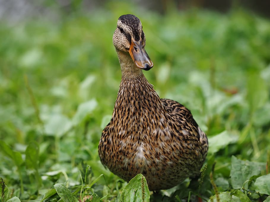 Bird, Duck, Wild, Grass, Nature, Animal, life, walk, animal themes HD wallpaper